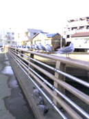 川沿いの柵に並んだゆりかもめ