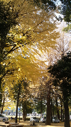 旧いなり公園の銀杏