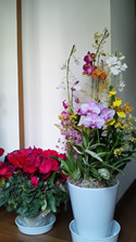 鉢植えの花