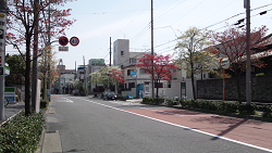 花水木の街路樹