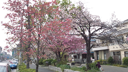 八重桜と花水木