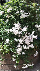 ジャスミンの花