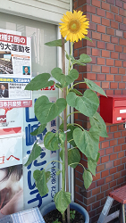 山崎たい子区議事務所前のひまわり