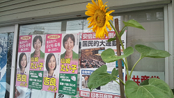 山崎たい子区議事務所前のひまわり