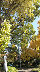 船方神社の紅葉
