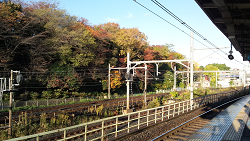 飛鳥山の紅葉