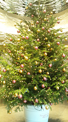 クリスマスツリー
