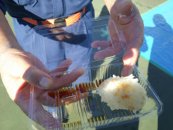 豊島3丁目町会「餅つき大会」