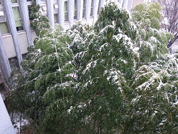 １月30日の雪