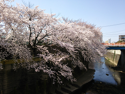 満開の桜