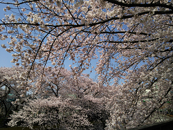 満開の桜