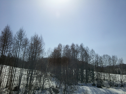 松林