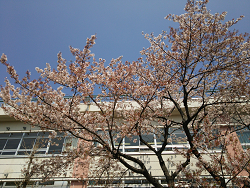 校庭の桜
