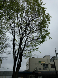 大きな木