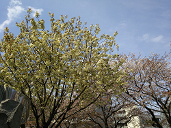 桜