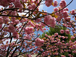 八重桜
