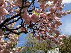 八重桜