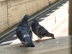 二匹の鳩