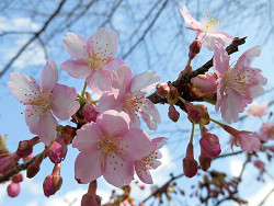 桜