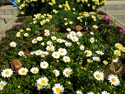 小学校校庭の花壇