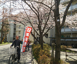 桜のしだで宣伝