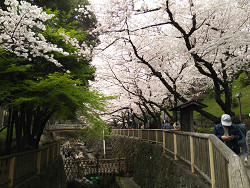 音無親水公園の桜