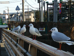 石神井川にいた鳥