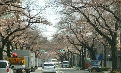 さくら並木