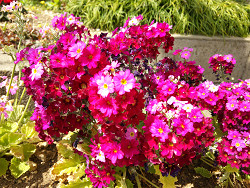 校庭の花
