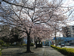 満開の桜