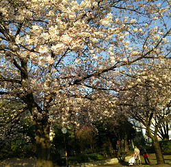 満開の桜
