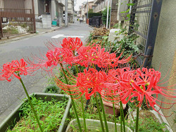 彼岸花