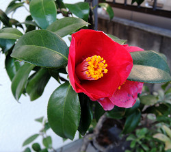 椿