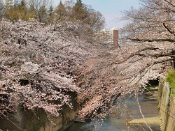 石神井川沿いの遊歩道