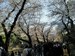 石神井川沿いの遊歩道