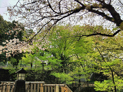 2018年4月2日葉桜と新緑