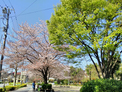 2018年4月2日葉桜と新緑