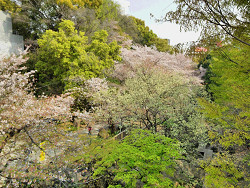 2018年4月2日葉桜と新緑