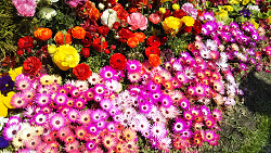 花壇の花