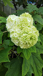 紫陽花が色づき始めました