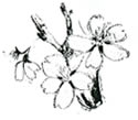 桜の花