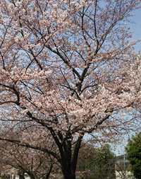 桜