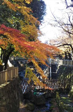 おとなし親水公園の紅葉