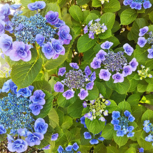 紫陽花
